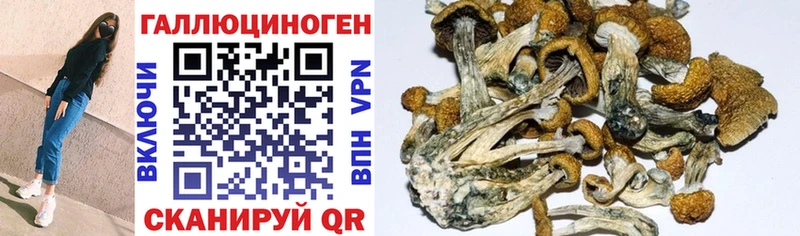 Купить где Кириллов Галлюциногенные грибы Cubensis